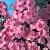 Paniculata Laura