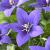Platycodon Blue