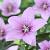 Platycodon Pink