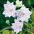 Platycodon White