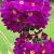 Denticulata Rubin