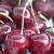 Avium Sylvia Cherry