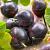 Black Amber Domestica