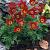Vulgaris Red