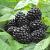 Fruticosus Black Satin