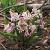 Bifolia Rosea