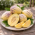 Pepino Gold (Melonpart)+