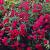 Japonica Anthony Waterer