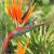 Strelitzia