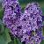 Vulgaris Sensation