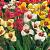 pavonia Mix
