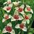 pavonia Alba