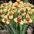 pavonia Creme