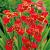 Speciosa  Red