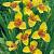 pavonia Aurea Yellow