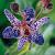 Purple Spotted