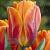 Triumph Prinses Irene