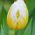 Single Early Flaming Coquette