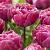 Double Early Rosy Diamond®