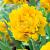 Double Early Monte Peony®