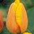Darwin-Hybrid Blushing Apeldoorn