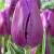 Triumph Purple Flag