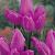 Triumph Purple Bouquet