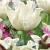 Triumph White Liberstar®
