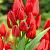 Triumph Red Bouquet