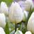 Triumph White Flag