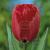 Darwin-Hybrid Red Impression