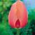 Darwin-Hybrid Apricot Impression®