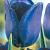 Single Late Bleu Aimable