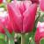 Triumph Jumbo Pink
