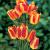 Single Late Florette