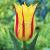 Lily Flowering Bayside Flame