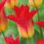 Lily Flowering Royal Gift