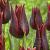 Lily Flowering Lasting Love