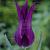 Lily Flowering Purple Dream