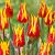 Lily Flowering Fire Wings