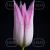 Lily Flowering Lilypure®