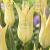 Lily Flowering Johan Cruijff