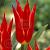 Lily Flowering Aladdin