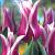 Lily Flowering Ballade