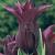 Lily Flowering Burgundy
