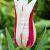 Lily Flowering Marilyn