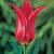 Lily Flowering Red Shine