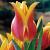 Lily Flowering Ballade Dream®