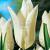 Lily Flowering White Triumphator