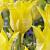 Lily Flowering Ballade Gold®